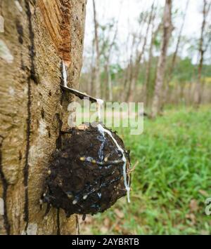 Produzione di gomma in Thailandia. Close-up di albero Foto Stock