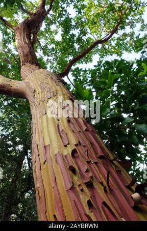 Vedendo tronco della fragola greca (Arbutus andrachne), giardino botanico pubblico Foto Stock