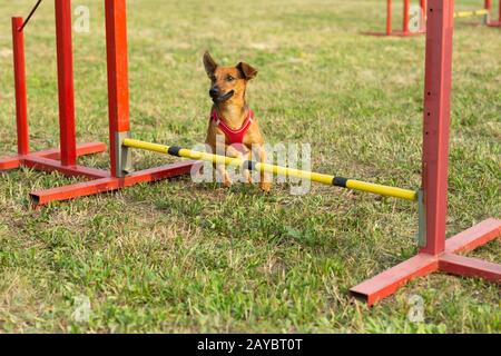 Un giovane brown razza cane impara a saltare sopra gli ostacoli in allenamento per l'agilità. Età di quasi 2 anni. Foto Stock