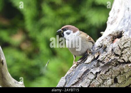 Eurasian Tree Sparrow Foto Stock