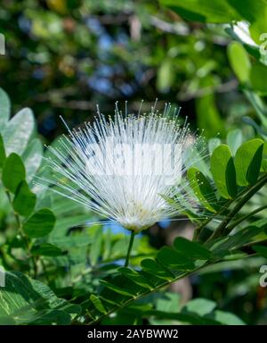 Immagine della pianta sensibile denominata Mimosa Pudica Foto Stock