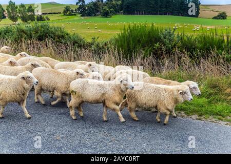 Gregge enorme di pecore si sta muovendo lungo la strada Foto Stock