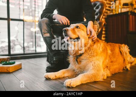 Cane adulto un retriever dorato, abrador si trova accanto alle gambe del proprietario di un maschio breeder.In l'interno di casa su un pavimento in legno Foto Stock