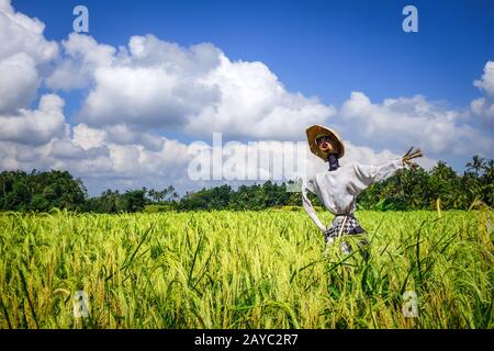 Scarecrow in Jatiluwih risaie campo, Bali, Indonesia Foto Stock