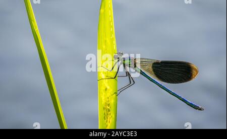 dragonfly damsel seduto su una foglia Foto Stock