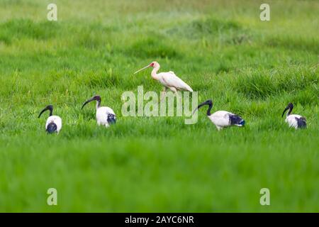 Spoonbill Africano e irbis Sacro, la fauna selvatica dell'Etiopia Foto Stock