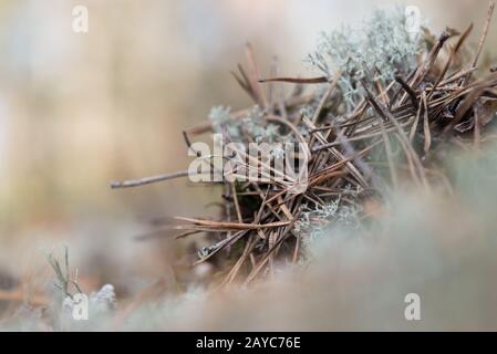 White renne foto Foto Stock