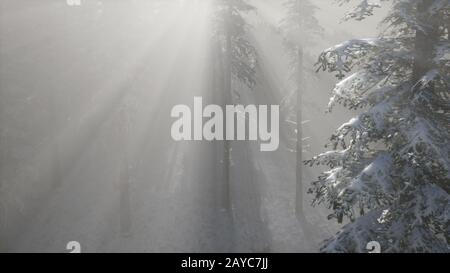 Densa nebbia nella foresta di pini su pendii montani Foto Stock