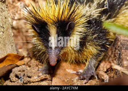 Endemica tenrec senza coda, fauna selvatica del Madagascar Foto Stock