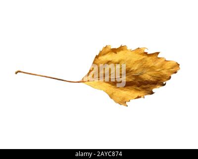 primo piano di una singola foglia di betulla autunnale gialla su sfondo bianco Foto Stock