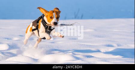 Cane Beagle corre e si svolge nel campo invernale su una soleggiata giornata gelida. Foto Stock