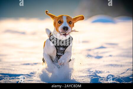 Cane Beagle corre e si svolge nel campo invernale su una soleggiata giornata gelida. Foto Stock