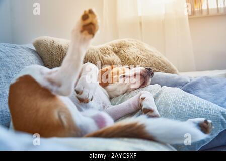 Beagle cane stanco dormire sul divano Foto Stock