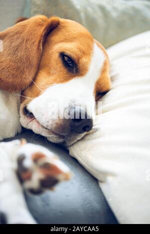 Cane Beagle che dorme su un cuscino su un divano Foto Stock