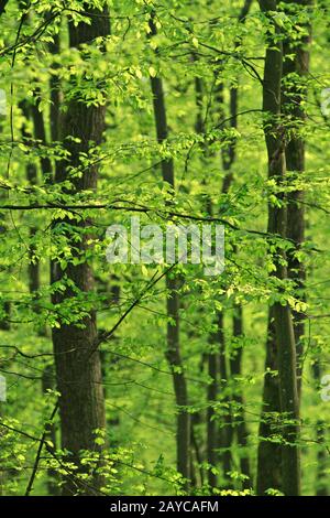 Bellissima foresta verde in primavera Foto Stock