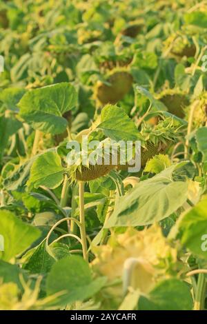 Un campo di girasoli in estate Foto Stock