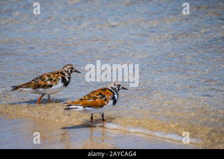 Un Rudy Turnstone di uccelli nel Padre Island NS, Texas Foto Stock