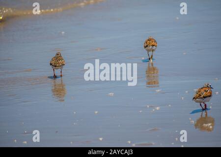 Un Rudy Turnstone di uccelli nel Padre Island NS, Texas Foto Stock