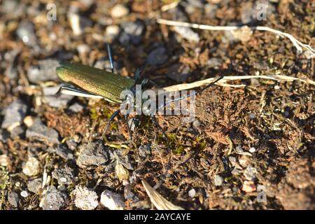 muschio buck Foto Stock