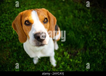Elegante e carino cane beagle in parco su erba verde. Foto Stock