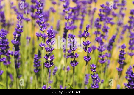 Fiori nei campi di lavanda in estate Foto Stock