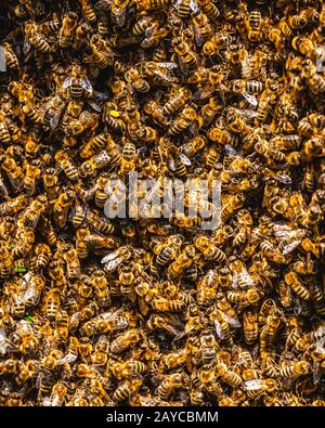 Uno sciame di unione di api mellifere aggrappato a un ape regina su una boccola Foto Stock