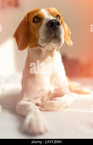 Beagle sdraiato sul divano in camera luminosa e in attesa Foto Stock