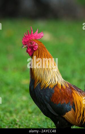 Primo piano di un gallo (il gufo rosso della giungla è stato portato a Kauai dai Polinesiani come fonte di cibo) sull'isola hawaiana di Kauai, Hawaii, Stati Uniti. Foto Stock