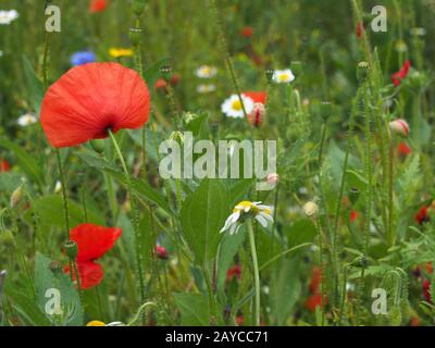 fiori di papavero di mais rosso brillante con boccioli in un prato sfondo estivo Foto Stock