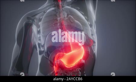 Stomaco umano esame radiologico Foto Stock