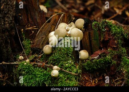 palla di puffball comune, palla gemmed, palla di puffball warted, scatola di tabacco da fiuto del diavolo, palla di puffball gemma-stuffded Foto Stock