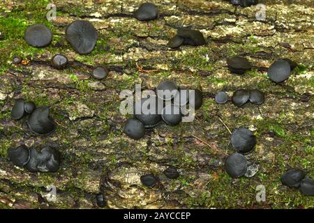 Pulsante di bachelor, Bulgar nero, gocce di gelatina nera, fungo nero-stud, liquirizia dell'uomo povero Foto Stock