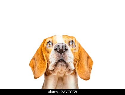 Close-up di cane Beagle, ritratto, di fronte a uno sfondo bianco Foto Stock