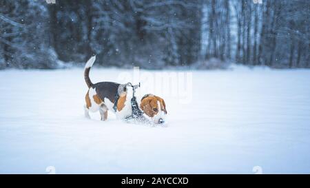 Cane beagle ritratto all'aperto a piedi nella neve Foto Stock