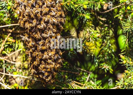 Uno sciame di unione di api mellifere aggrappato a un ape regina su una boccola Foto Stock