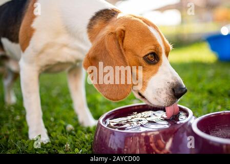 Beagle cane bere acqua per raffreddare in ombra Foto Stock