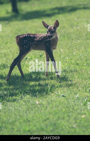 Carino giovane selvatica caprioli Foto Stock