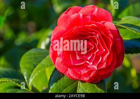 Primo piano di Camellia japonica rosso fiorente Foto Stock