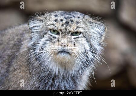 Pallas's cat, Otocolobus manul Foto Stock