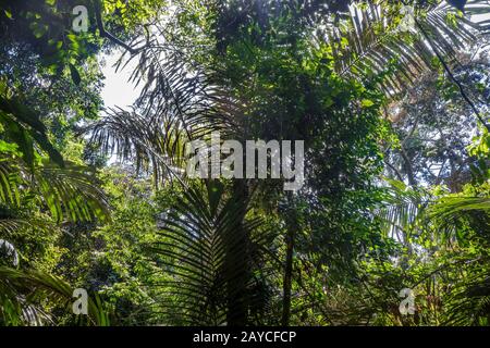 Giungla paesaggio Taman Negara parco nazionale, Malesia Foto Stock