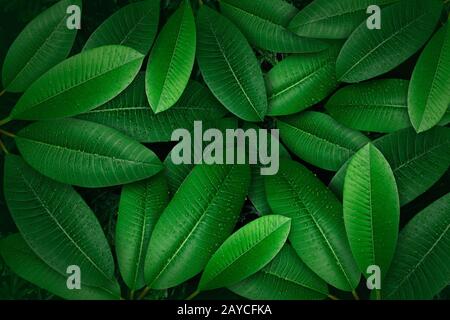 Tropical foglia verde sullo sfondo Foto Stock