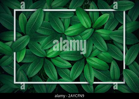 Tropical foglia verde sullo sfondo Foto Stock