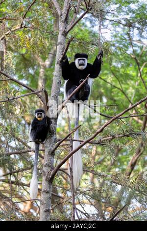 Famiglia di Colobus guereza, Etiopia, Africa fauna selvatica Foto Stock