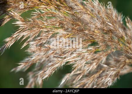 Dettagli di un'erba di canna secca su sfondo verde. Macro Closeup singolo Golden reed erba Foto Stock