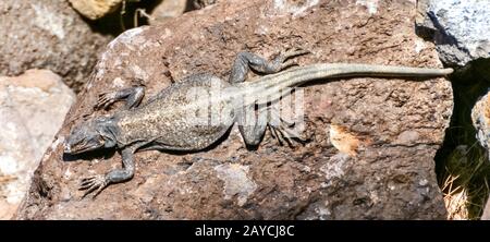 Chuckwalla comune (Sauromalus ater) adulto sole maschile bagno Foto Stock