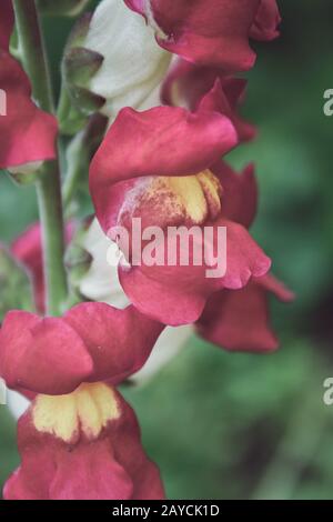 Close up di bocca di leone fiori (Antirrhinum majus) Foto Stock