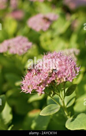 Close up di sedum spectabile Foto Stock