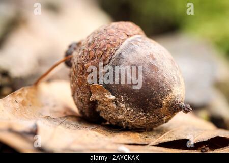 una ghianda il frutto di una quercia giace su una foglia di quercia Foto Stock