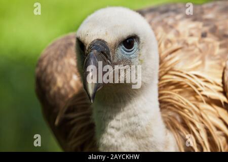 Avvoltoio griffon eurasiatico, gingi fulvus Foto Stock