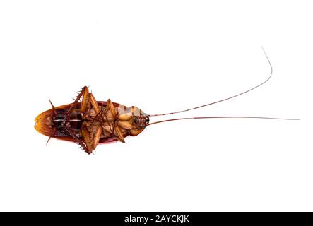 Periplaneta americana: Closeup di Sibilo americano lato ventrale Cockroach con parti del corpo identificabili e antenne lunghe, su sfondo bianco piano Foto Stock